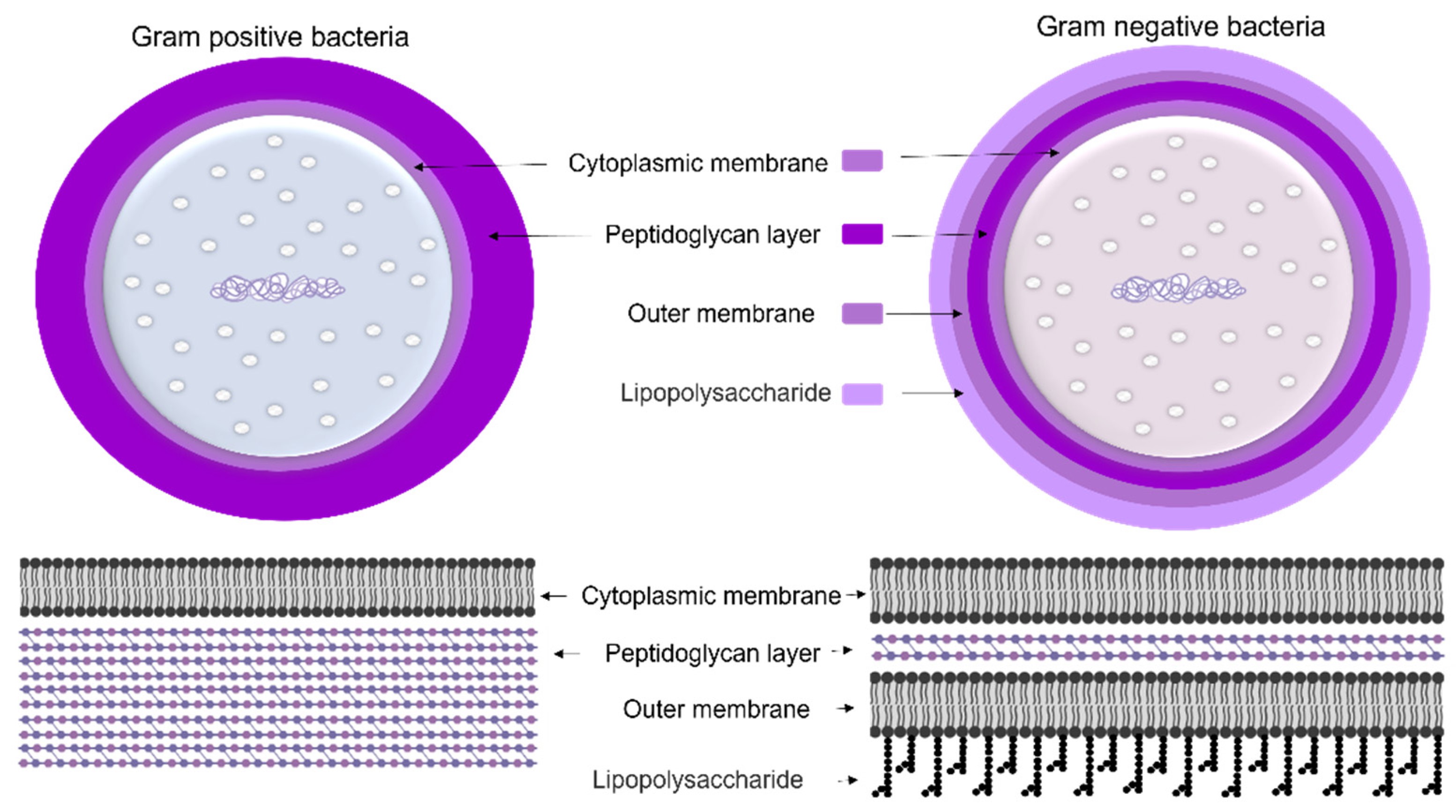 Gram-Positive and Gram-Negative Bacteria