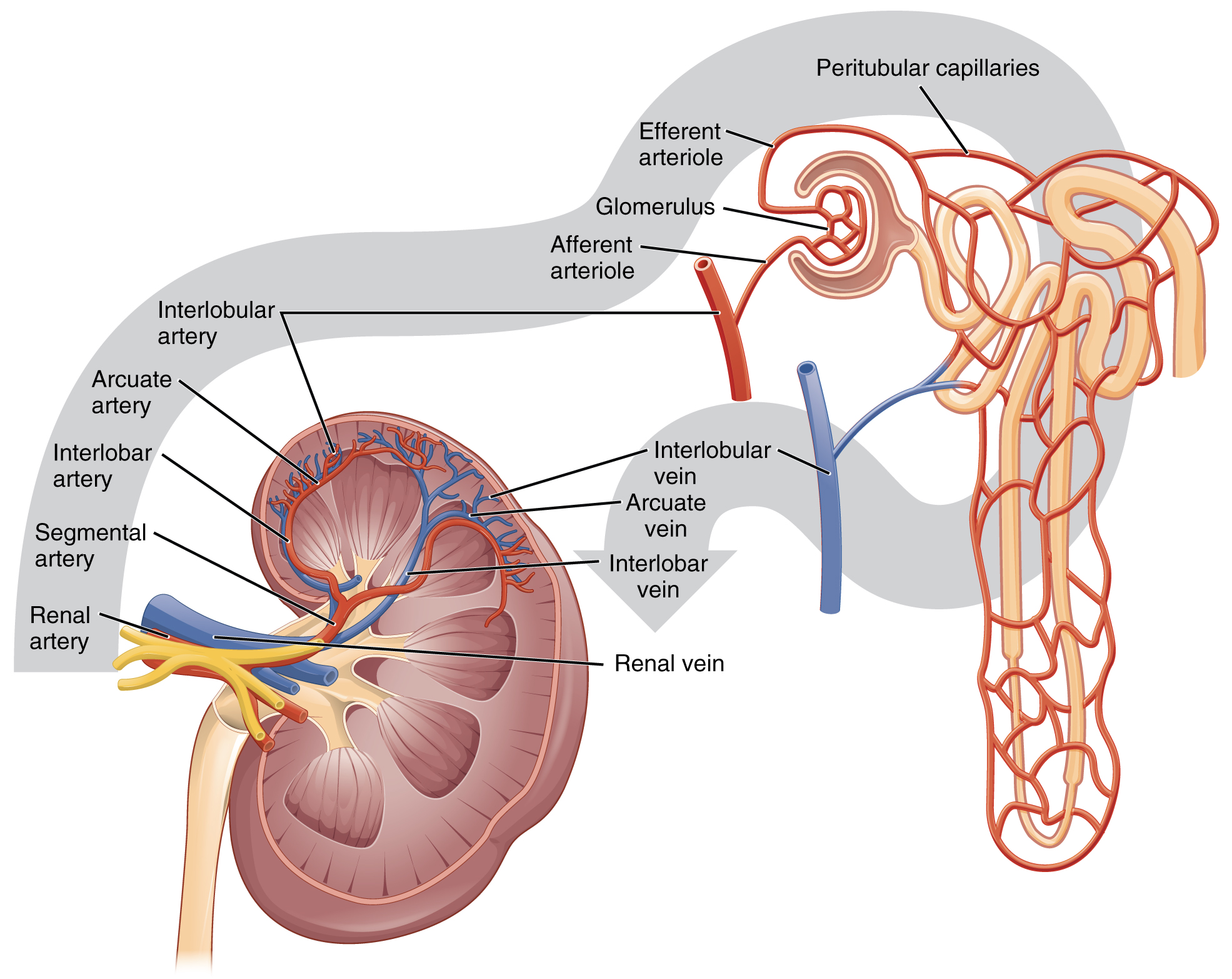 Kidney functions